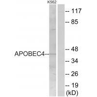 APOBEC4 Antibody 