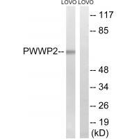 PWWP2B Antibody