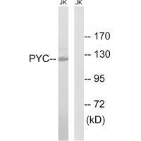 PC Antibody