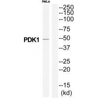 PDK1 Antibody