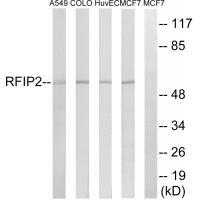 RAB11FIP2 Antibody