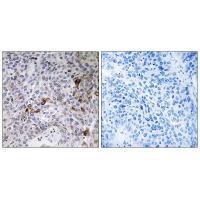 RAB11FIP3 Antibody