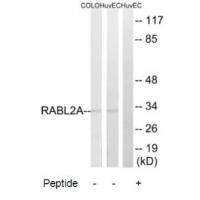RABL2A Antibody 
