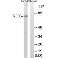 RDX Antibody
