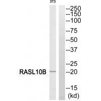 RASL10B Antibody