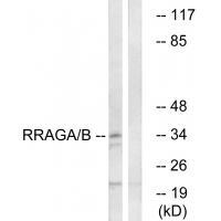 RRAGA/B Antibody