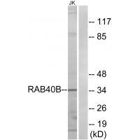 RAB40B Antibody