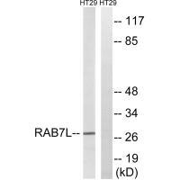 RAB7L1 Antibody