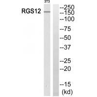 RGS12 Antibody 