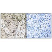 ARHGEF19 Antibody