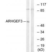 ARHGEF3 Antibody 