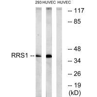 RRS1 Antibody