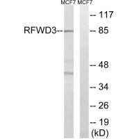 RFWD3Antibody