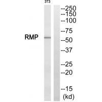 RMP Antibody