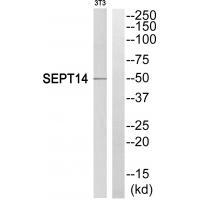 SEPT14 Antibody