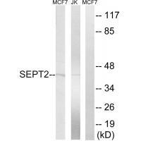 SEPT2 Antibody