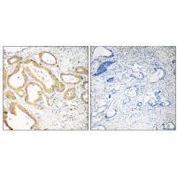 SEPT6 Antibody