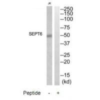SEPT6 Antibody