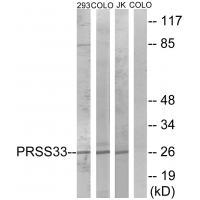 PRSS33 Antibody