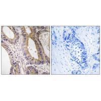 STK24 Antibody