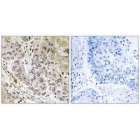 STK36 Antibody