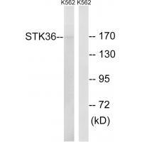 STK36 Antibody