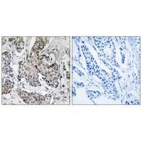 PRKX Antibody