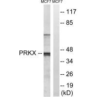 PRKX Antibody