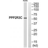PPP2R3C Antibody
