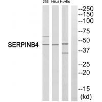 SERPINB4 Antibody