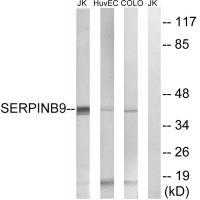 SERPINB9 Antibody