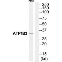 ATP1B3 Antibody