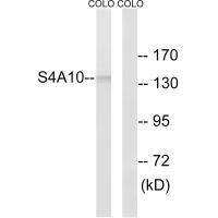 SLC4A8/10 Antibody