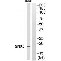 SNX3 Antibody