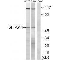 SFRS11 Antibody