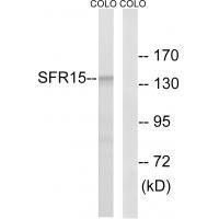 SFRS15 Antibody