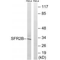 SFRS2B Antibody