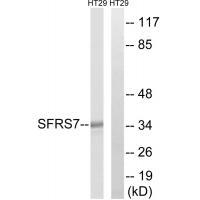 SFRS7 Antibody