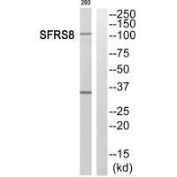 SFRS8 Antibody 