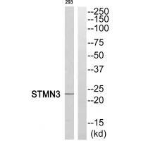 STMN3 Antibody