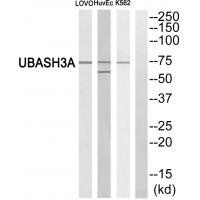UBASH3A Antibody 