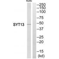 SYT13 Antibody 