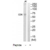 CD6 Antibody