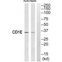 CD1E Antibody 