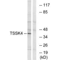 TSSK4 Antibody