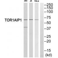 TOR1AIP1 Antibody
