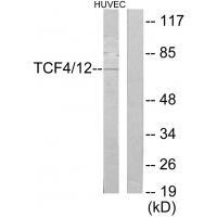 TCF4/12 Antibody
