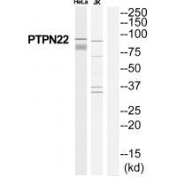 PTPN22 Antibody