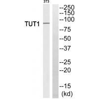 TUT1 Antibody