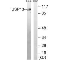 USP13 Antibody